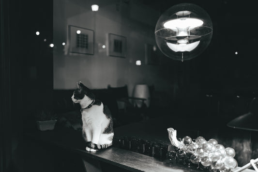 a black and white cat sitting on a table