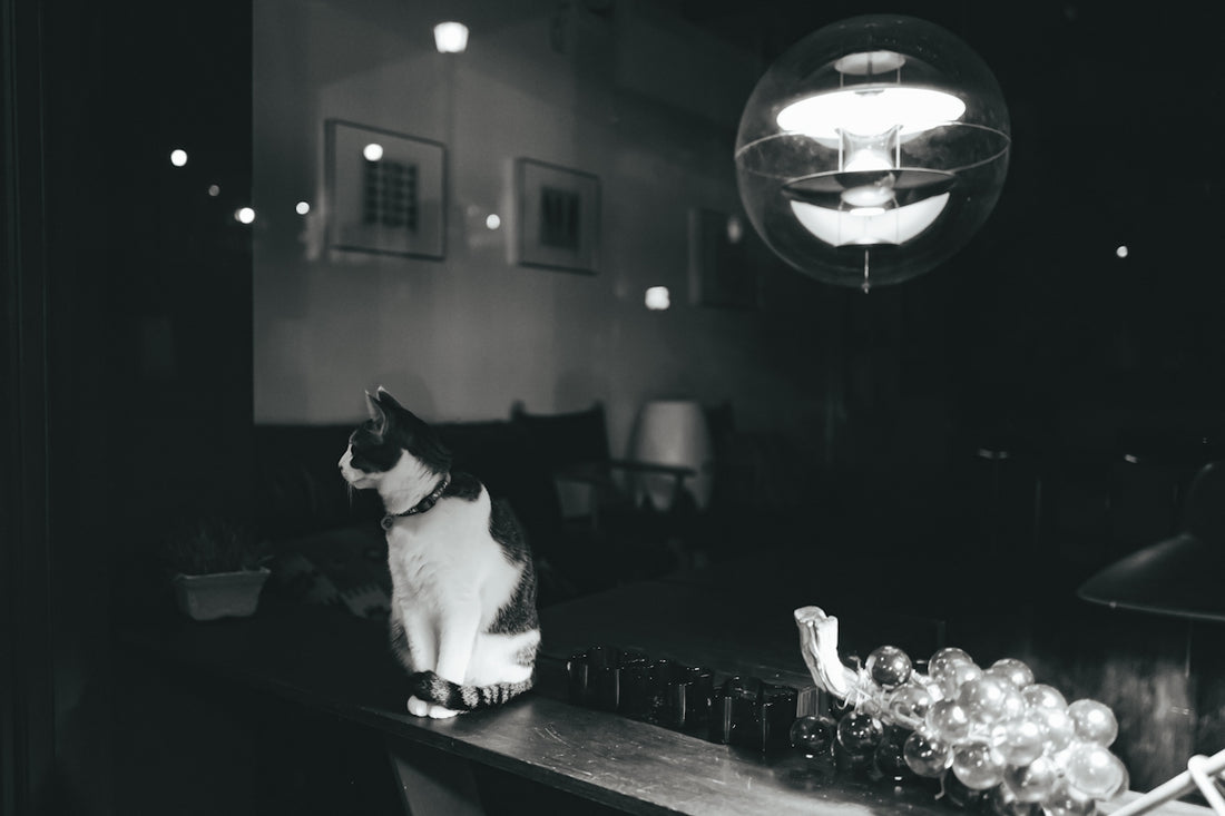 a black and white cat sitting on a table