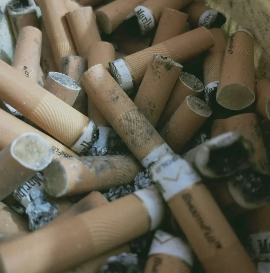 En samling använda cigarettfimpar med synlig aska.